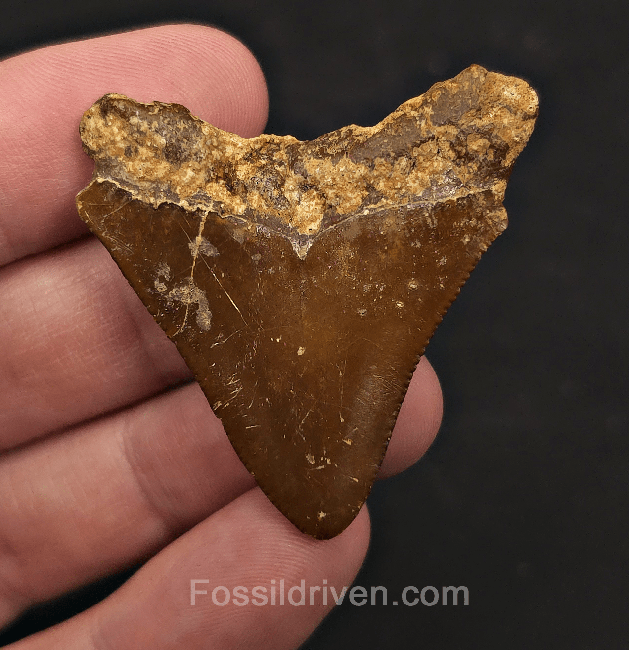 Authentic, 1.79" Megalodon Tooth - Indonesia - Fossil Driven