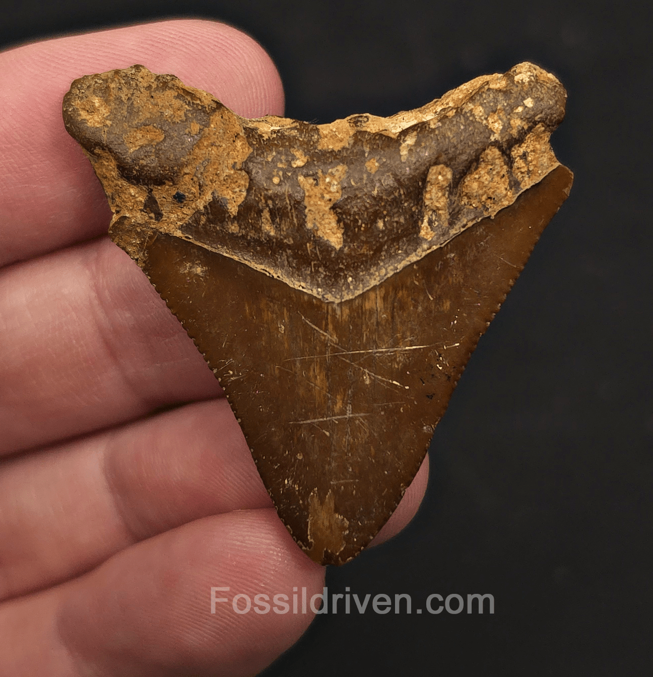 Authentic, 1.79" Megalodon Tooth - Indonesia - Fossil Driven