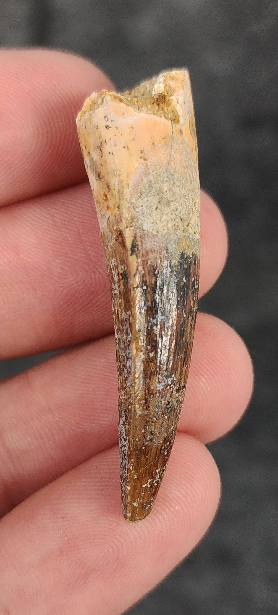 Authentic, 1.79" Spinosaurus Tooth - Real Dinosaur Tooth - Fossil Driven