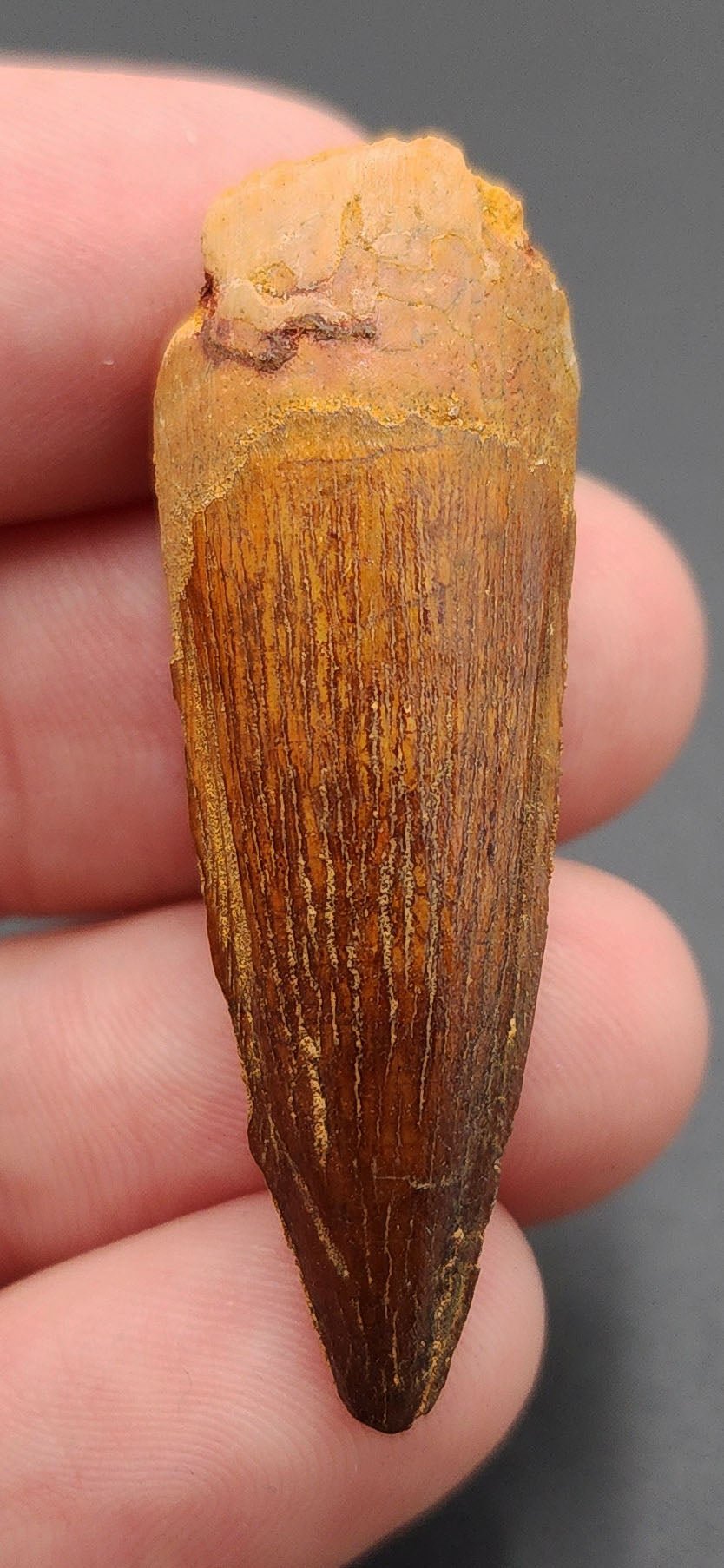Authentic, 1.82" Spinosaurus Tooth - Real Dinosaur Tooth - Fossil Driven