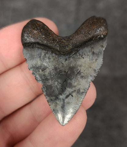 Authentic, 1.84" Fossil Hubbell Megalodon Tooth - Venice, Florida - Fossil Driven