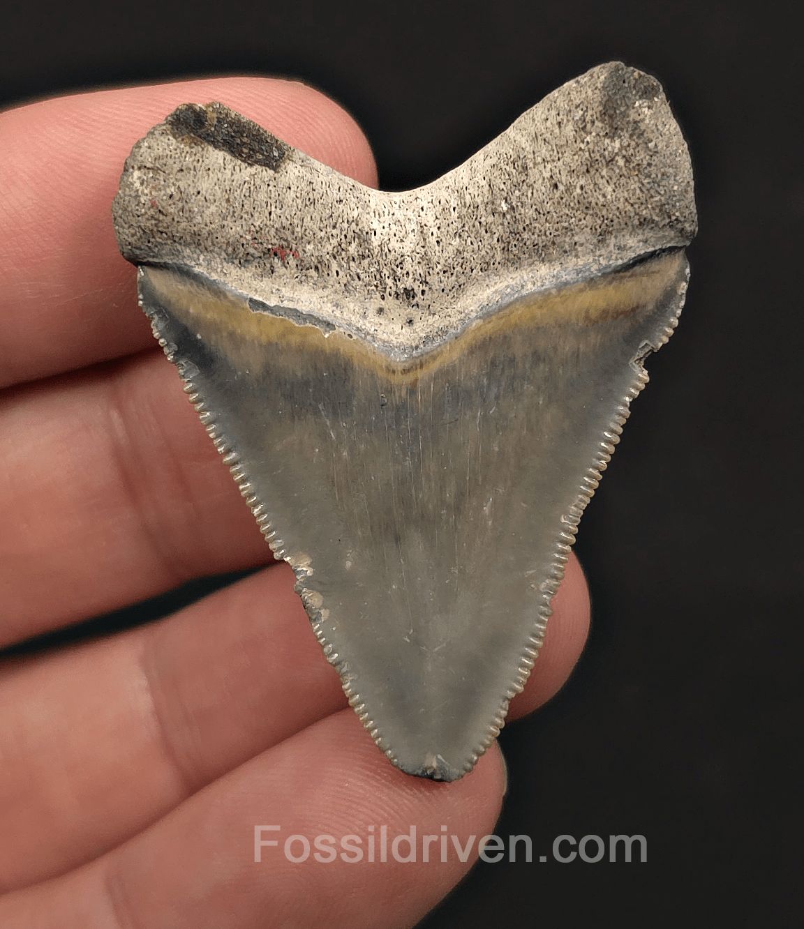 Authentic, 1.84" Fossil Megalodon Tooth - Bone Valley, Florida - Fossil Driven