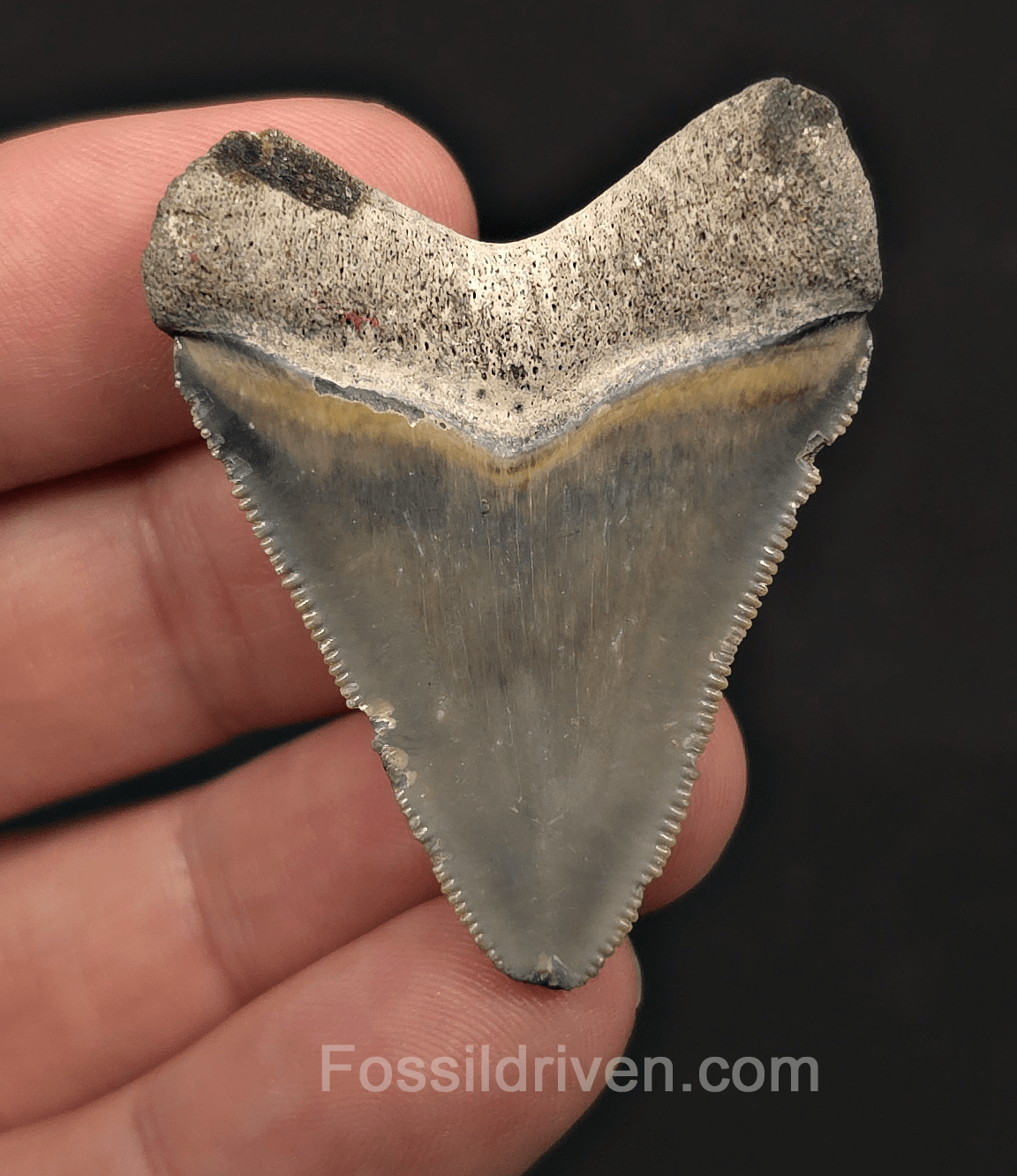 Authentic, 1.84" Megalodon Tooth - Bone Valley, Florida - Fossil Driven