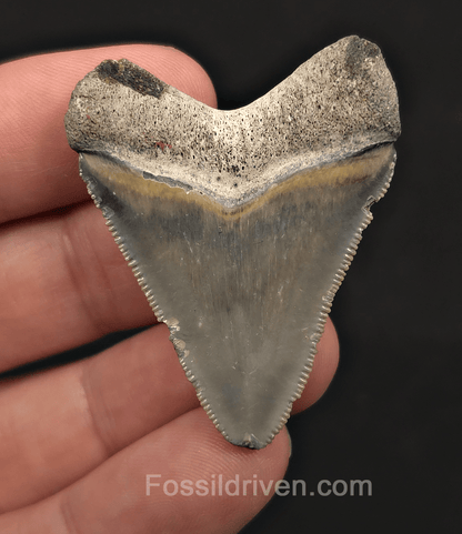 Authentic, 1.84" Megalodon Tooth - Bone Valley, Florida - Fossil Driven