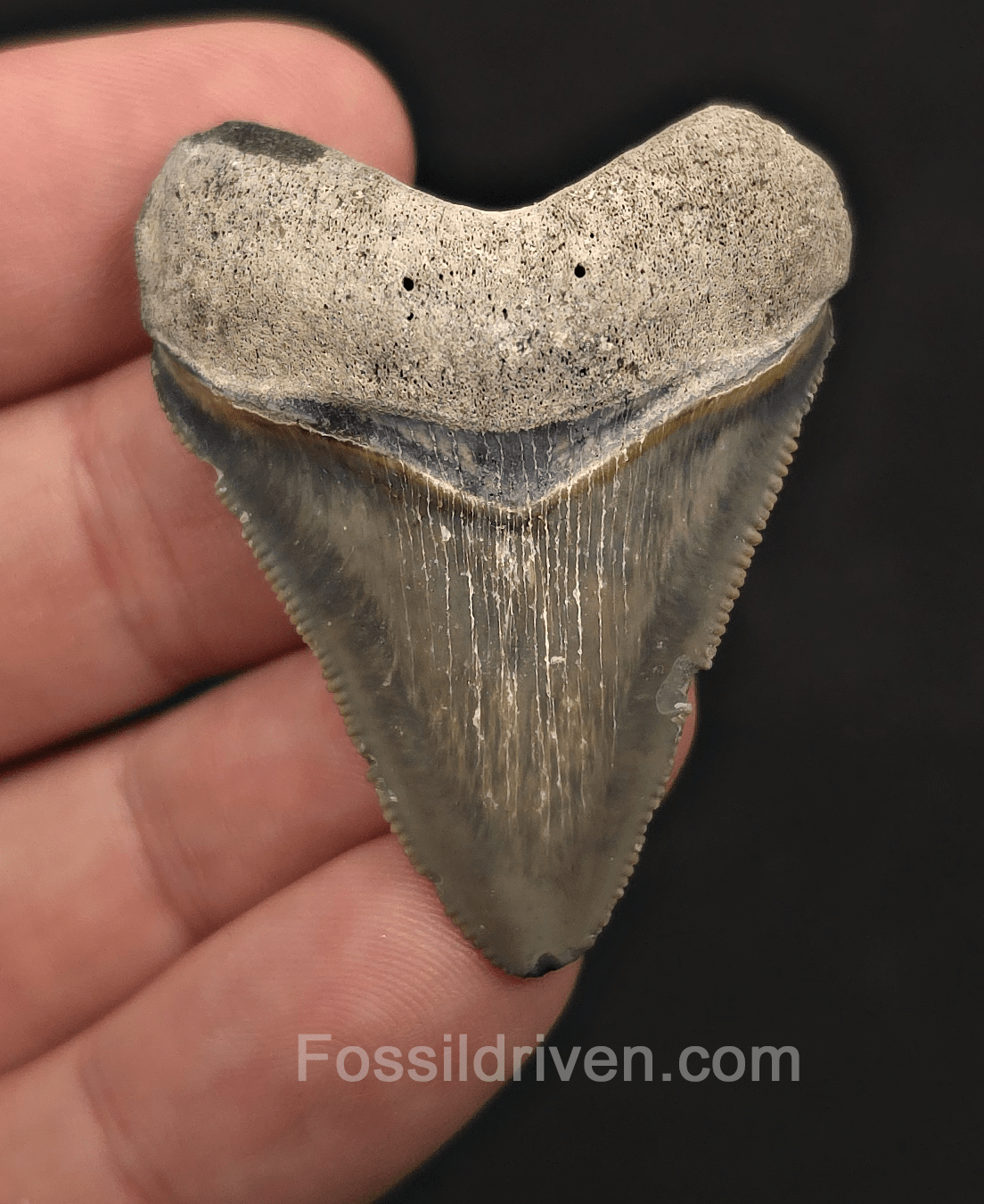 Authentic, 1.84" Megalodon Tooth - Bone Valley, Florida - Fossil Driven