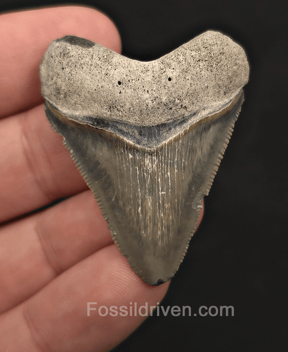 Authentic, 1.84" Megalodon Tooth - Bone Valley, Florida - Fossil Driven