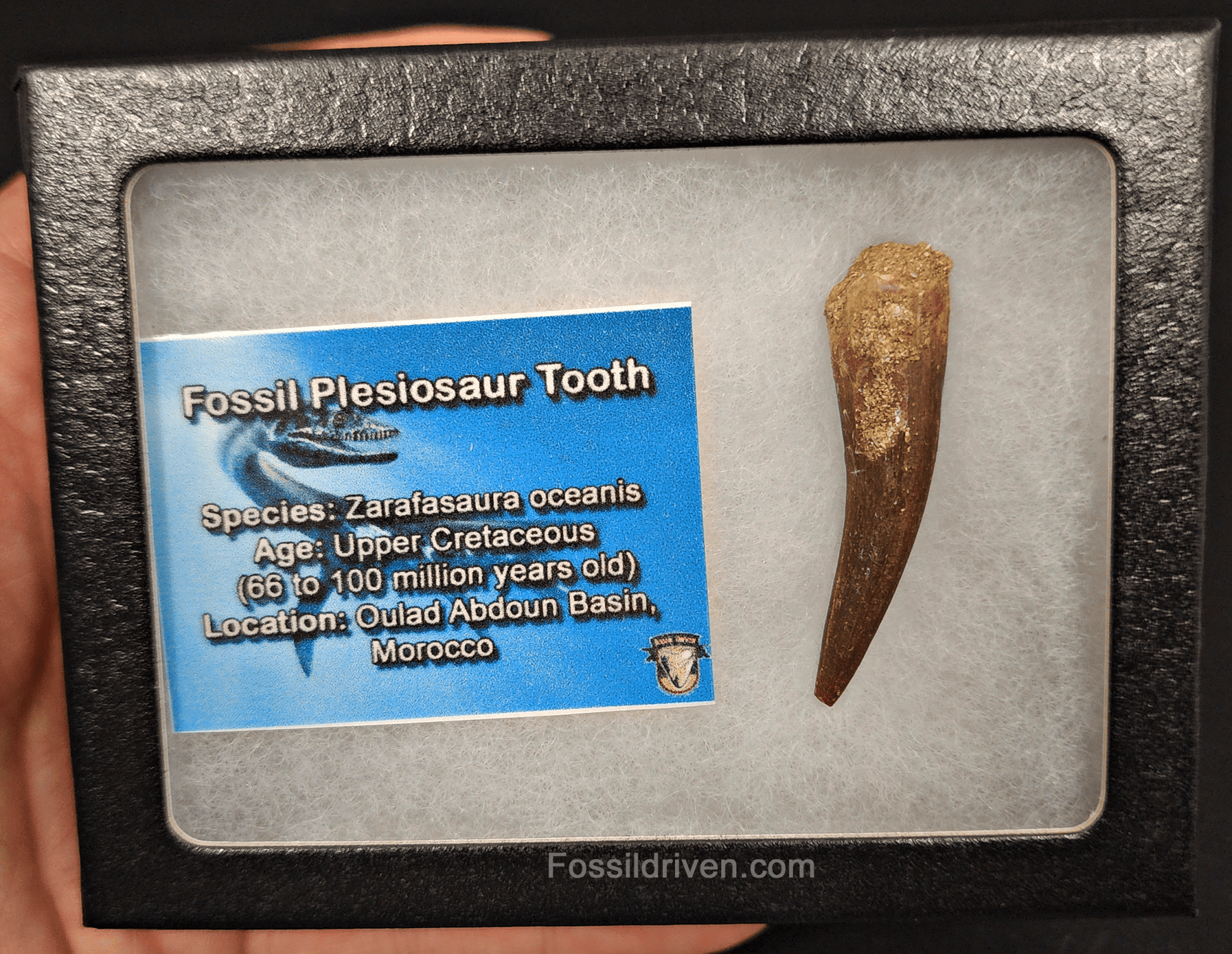 Authentic, 1.84" Plesiosaur Tooth - Morocco - Fossil Driven