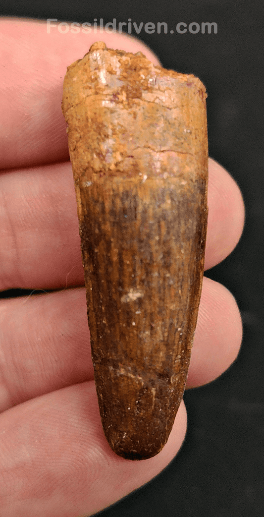 Authentic, 1.84" Spinosaurus Tooth - Real Dinosaur Tooth - Fossil Driven