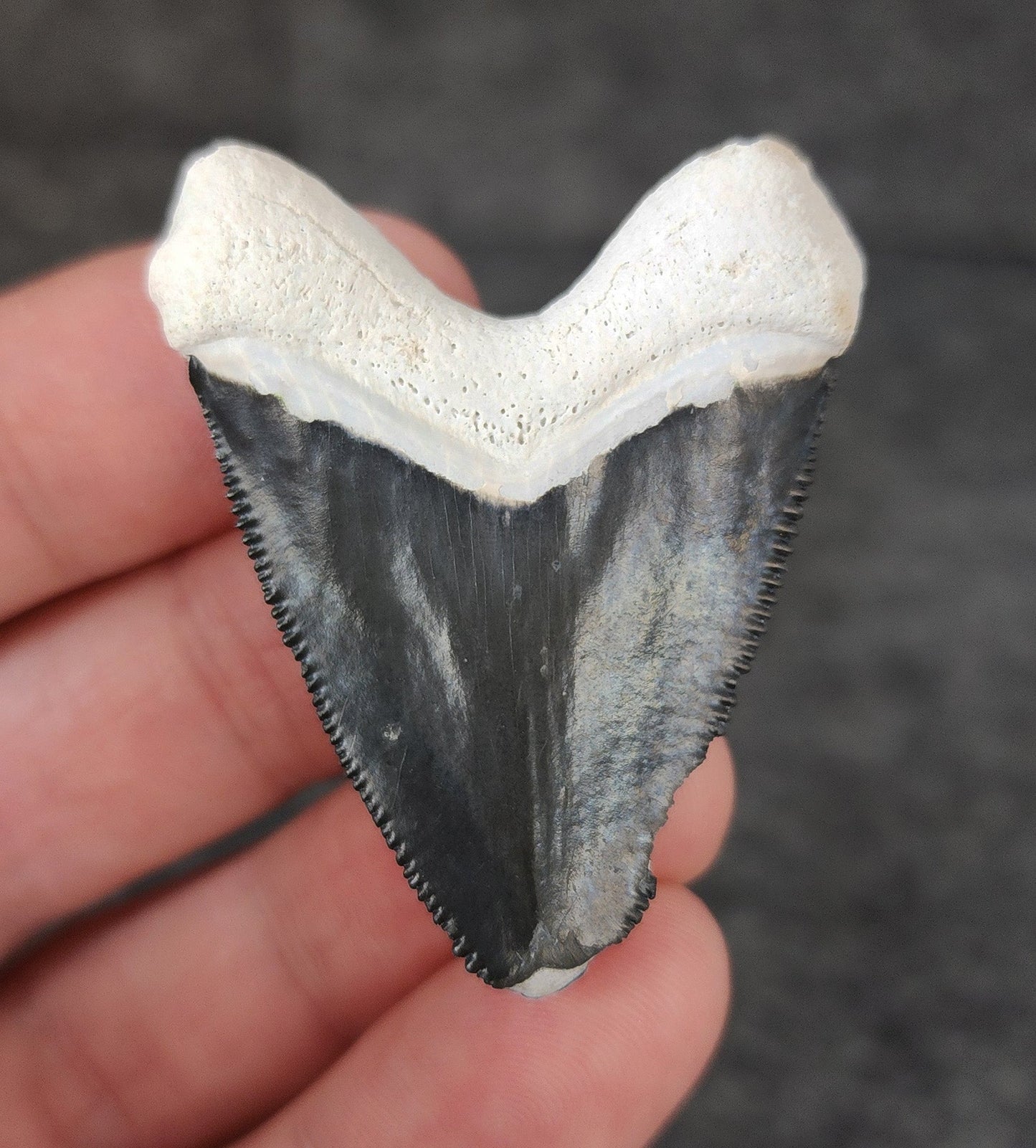 Authentic, 1.85" Fossil Megalodon Tooth - Bone Valley, Florida - Fossil Driven