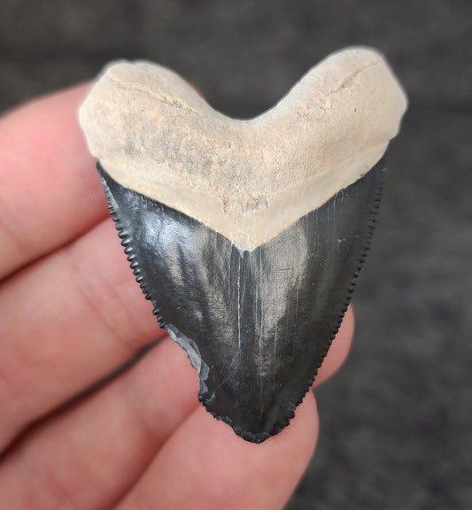 Authentic, 1.85" Fossil Megalodon Tooth - Bone Valley, Florida - Fossil Driven