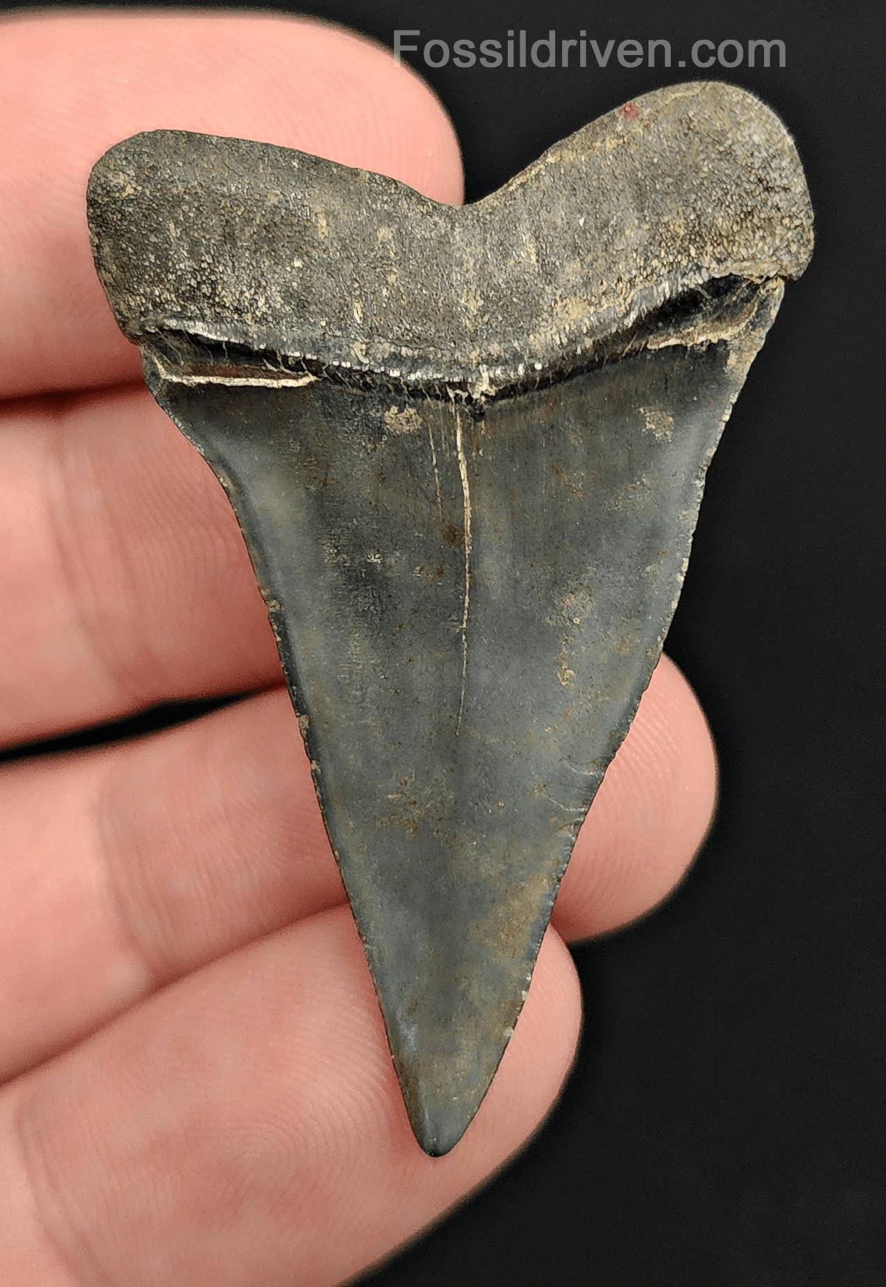 Authentic, 1.86" Fossil Mako Tooth - Venice, Florida - Fossil Driven