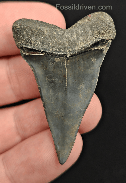 Authentic, 1.86" Fossil Mako Tooth - Venice, Florida - Fossil Driven