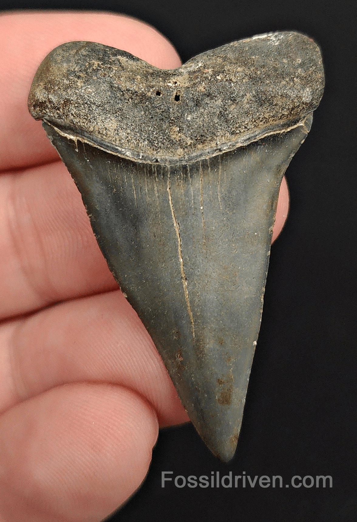 Authentic, 1.86" Fossil Mako Tooth - Venice, Florida - Fossil Driven