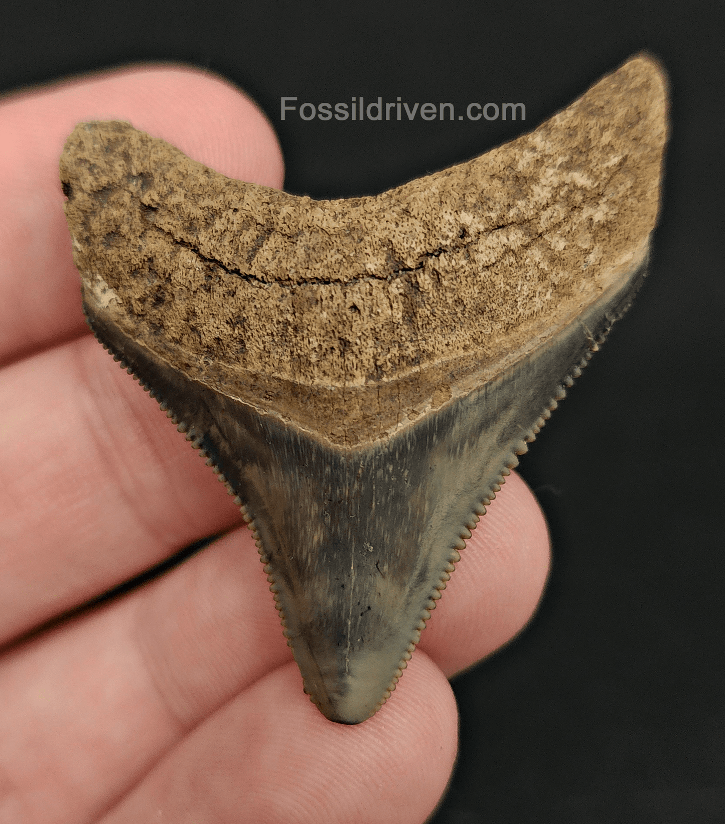 Authentic, 1.87" Fossil Megalodon Tooth - The Peace River, Florida - Fossil Driven