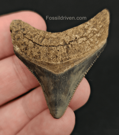 Authentic, 1.87" Fossil Megalodon Tooth - The Peace River, Florida - Fossil Driven