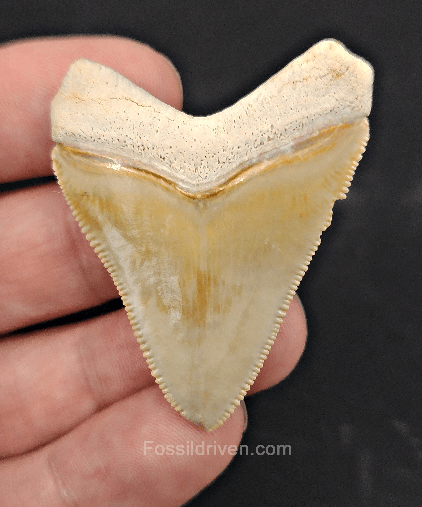 Authentic, 1.88" Fossil Megalodon Tooth - Bone Valley, Florida - Fossil Driven