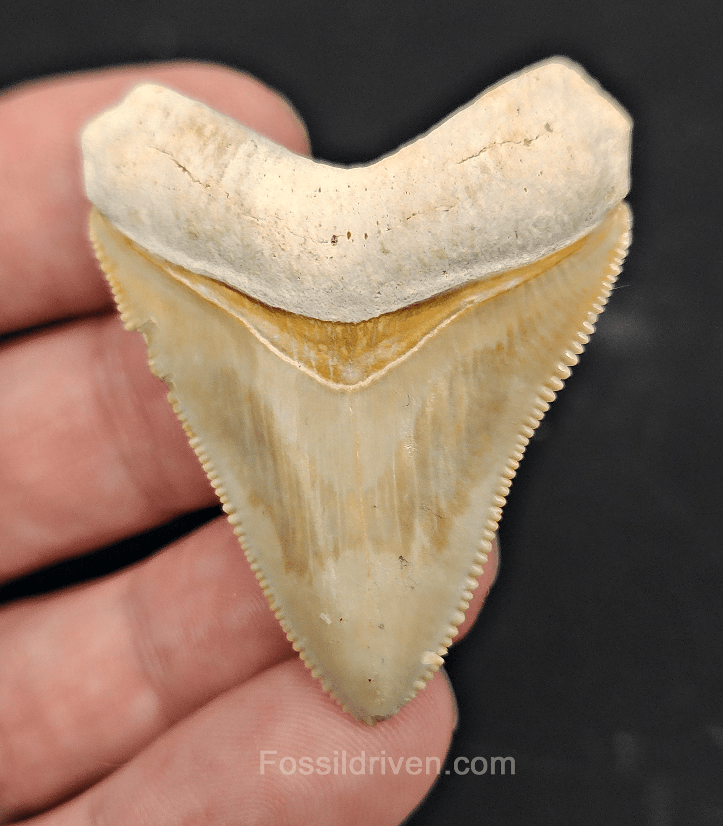 Authentic, 1.88" Fossil Megalodon Tooth - Bone Valley, Florida - Fossil Driven