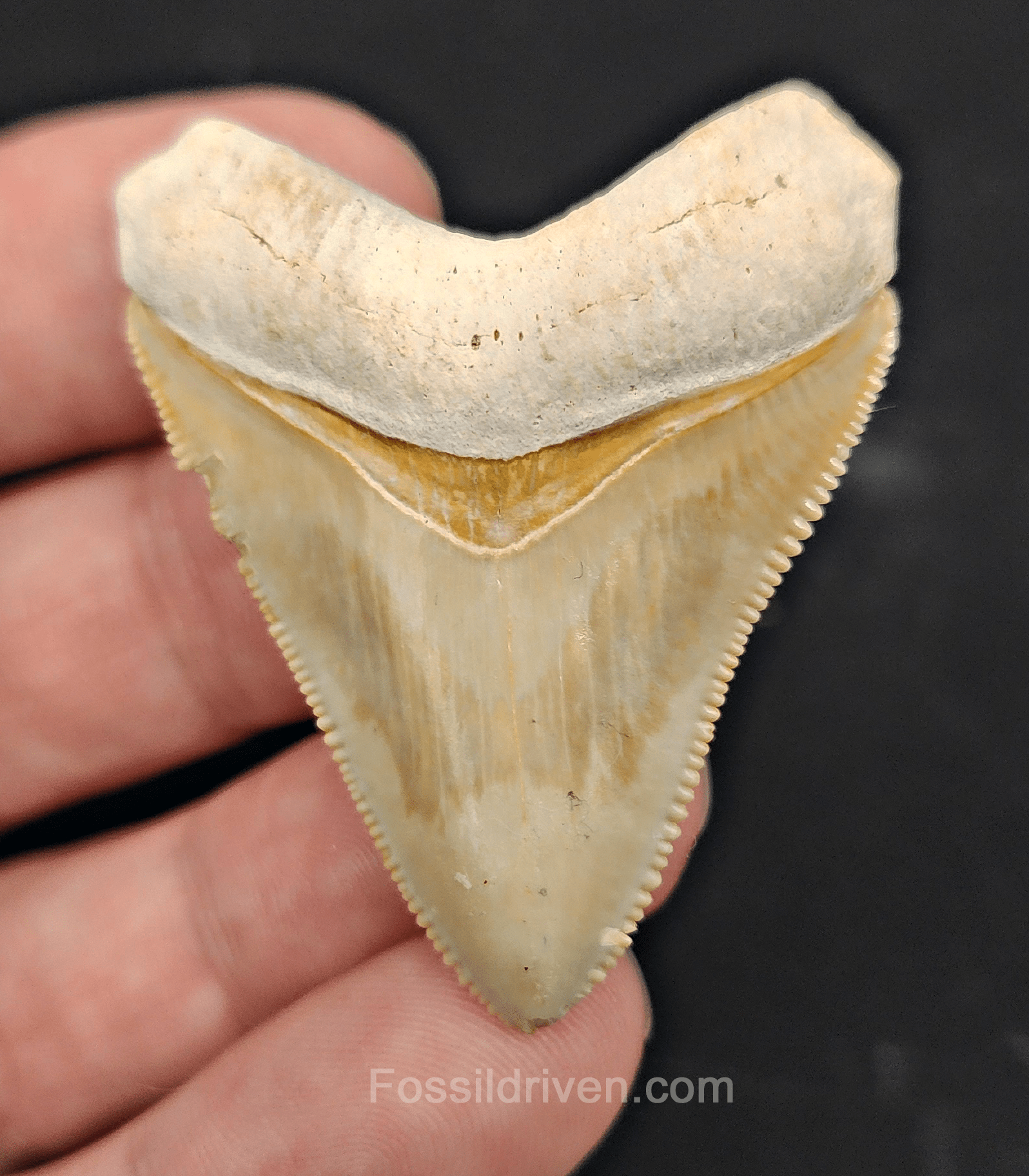Authentic, 1.88" Fossil Megalodon Tooth - Bone Valley, Florida - Fossil Driven