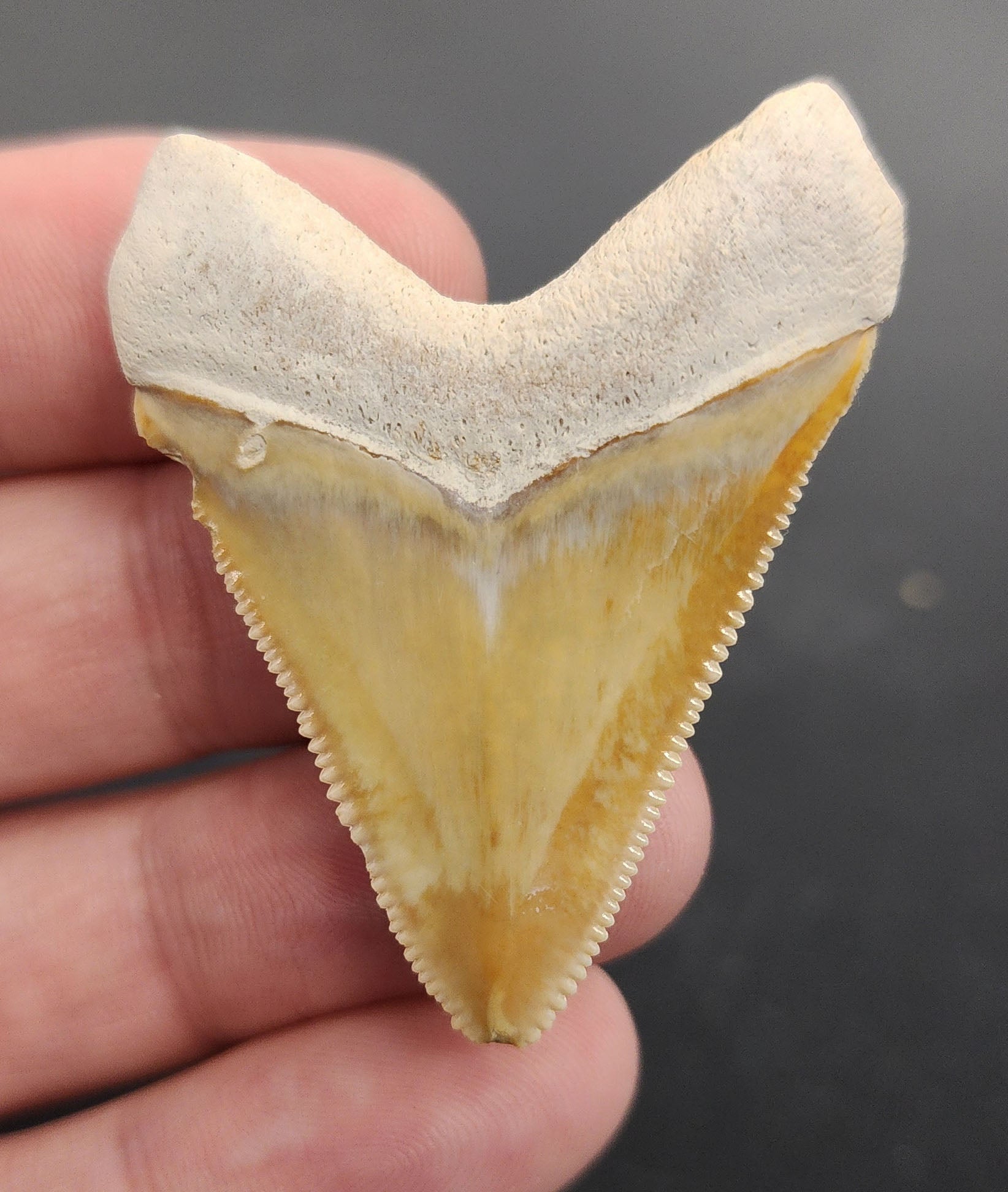 Authentic, 1.88" Fossil Megalodon Tooth - Bone Valley, Florida - Fossil Driven