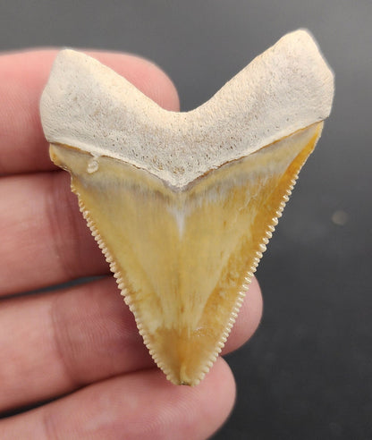 Authentic, 1.88" Fossil Megalodon Tooth - Bone Valley, Florida - Fossil Driven