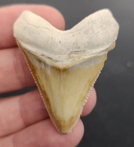 Authentic, 1.88" Fossil Megalodon Tooth - Bone Valley, Florida - Fossil Driven