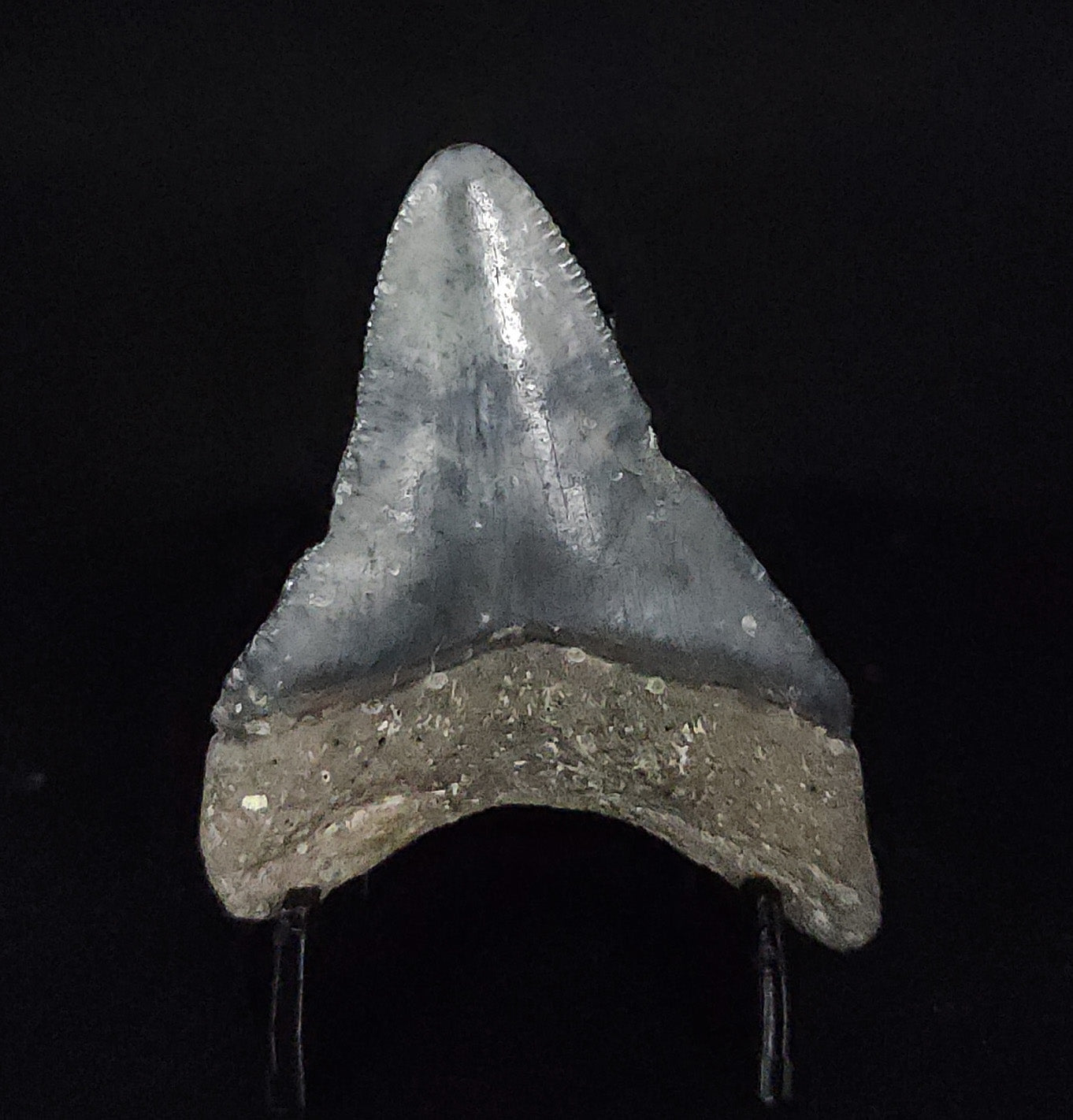 Authentic, 1.88" Fossil Megalodon Tooth - Venice, Florida - Fossil Driven