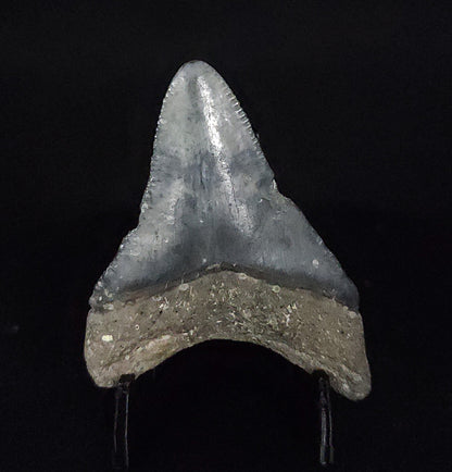 Authentic, 1.88" Fossil Megalodon Tooth - Venice, Florida - Fossil Driven