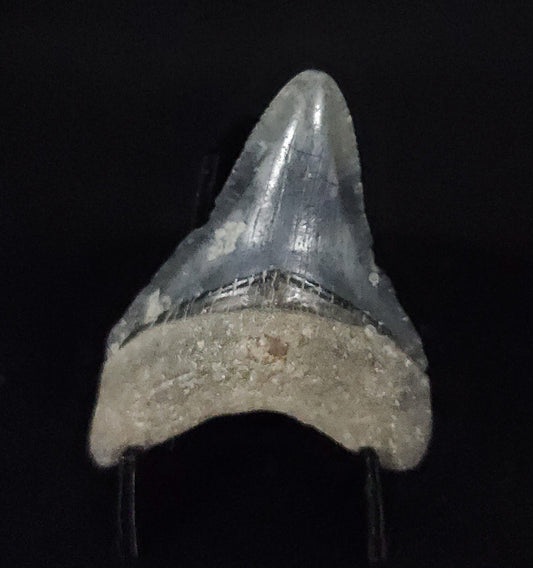 Authentic, 1.88" Fossil Megalodon Tooth - Venice, Florida - Fossil Driven