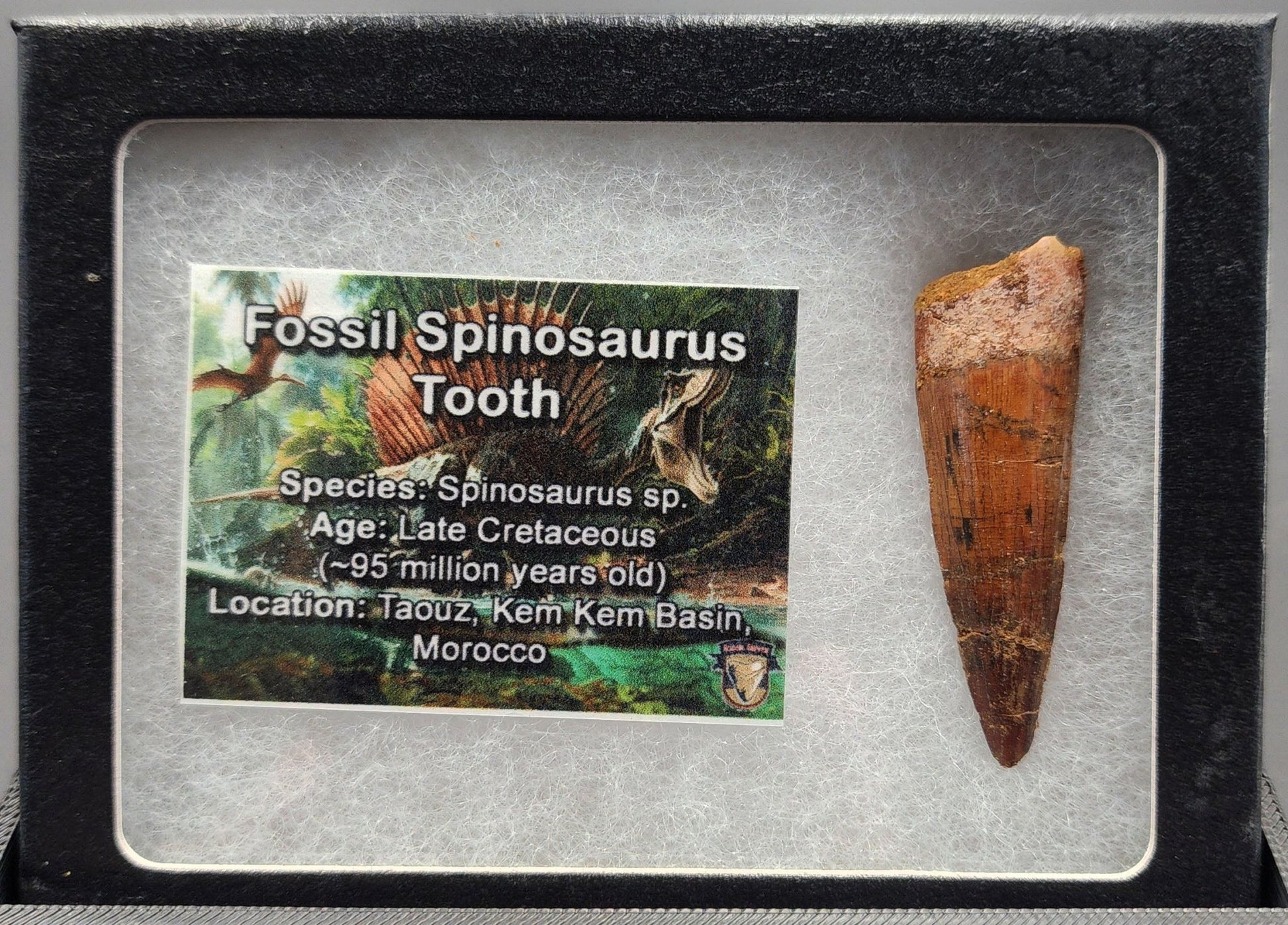 Authentic, 1.88" Spinosaurus Tooth - Real Dinosaur Tooth - Fossil Driven