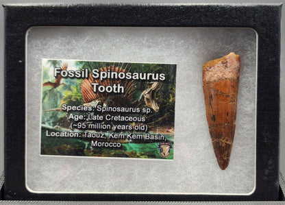 Authentic, 1.88" Spinosaurus Tooth - Real Dinosaur Tooth - Fossil Driven