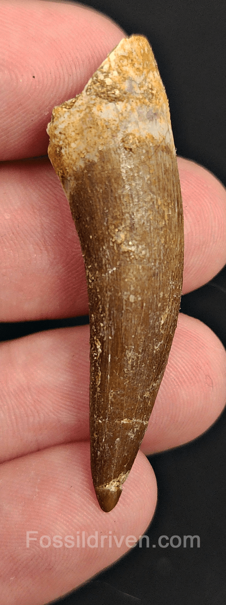 Authentic, 1.90" Plesiosaur Tooth - Morocco - Fossil Driven