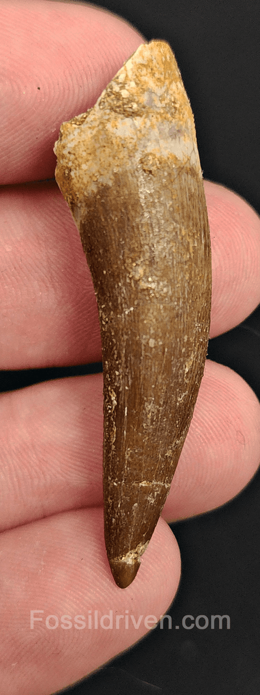 Authentic, 1.90" Plesiosaur Tooth - Morocco - Fossil Driven