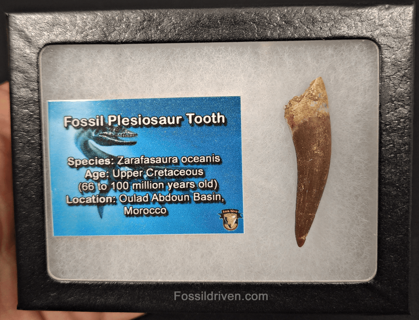 Authentic, 1.90" Plesiosaur Tooth - Morocco - Fossil Driven