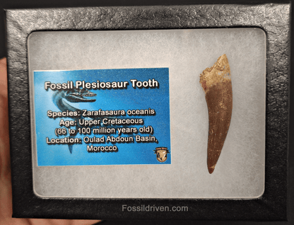 Authentic, 1.90" Plesiosaur Tooth - Morocco - Fossil Driven