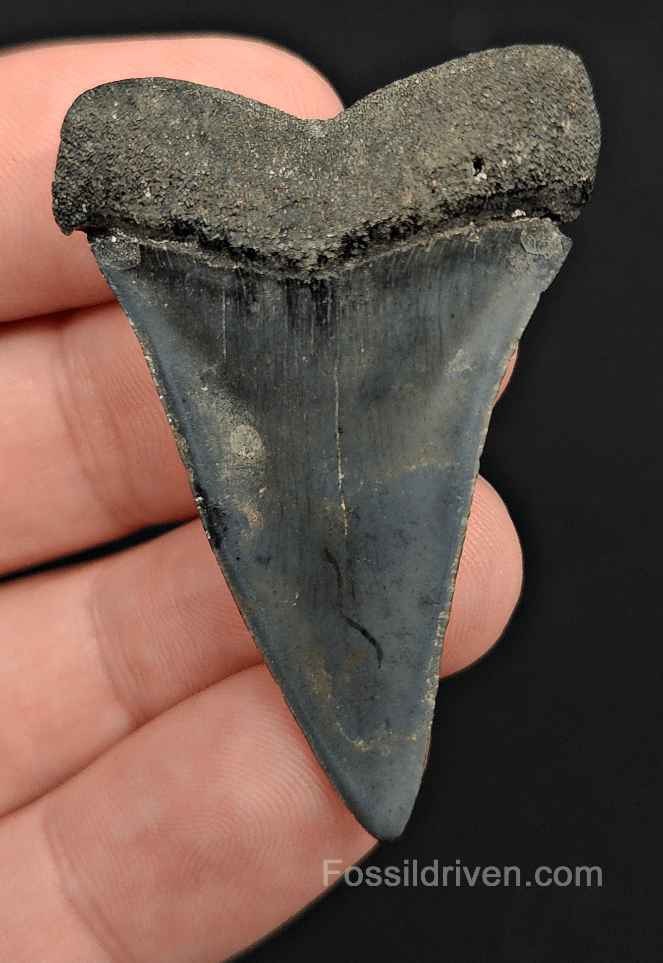 Authentic, 1.93" Fossil Mako Tooth - Venice, Florida - Fossil Driven