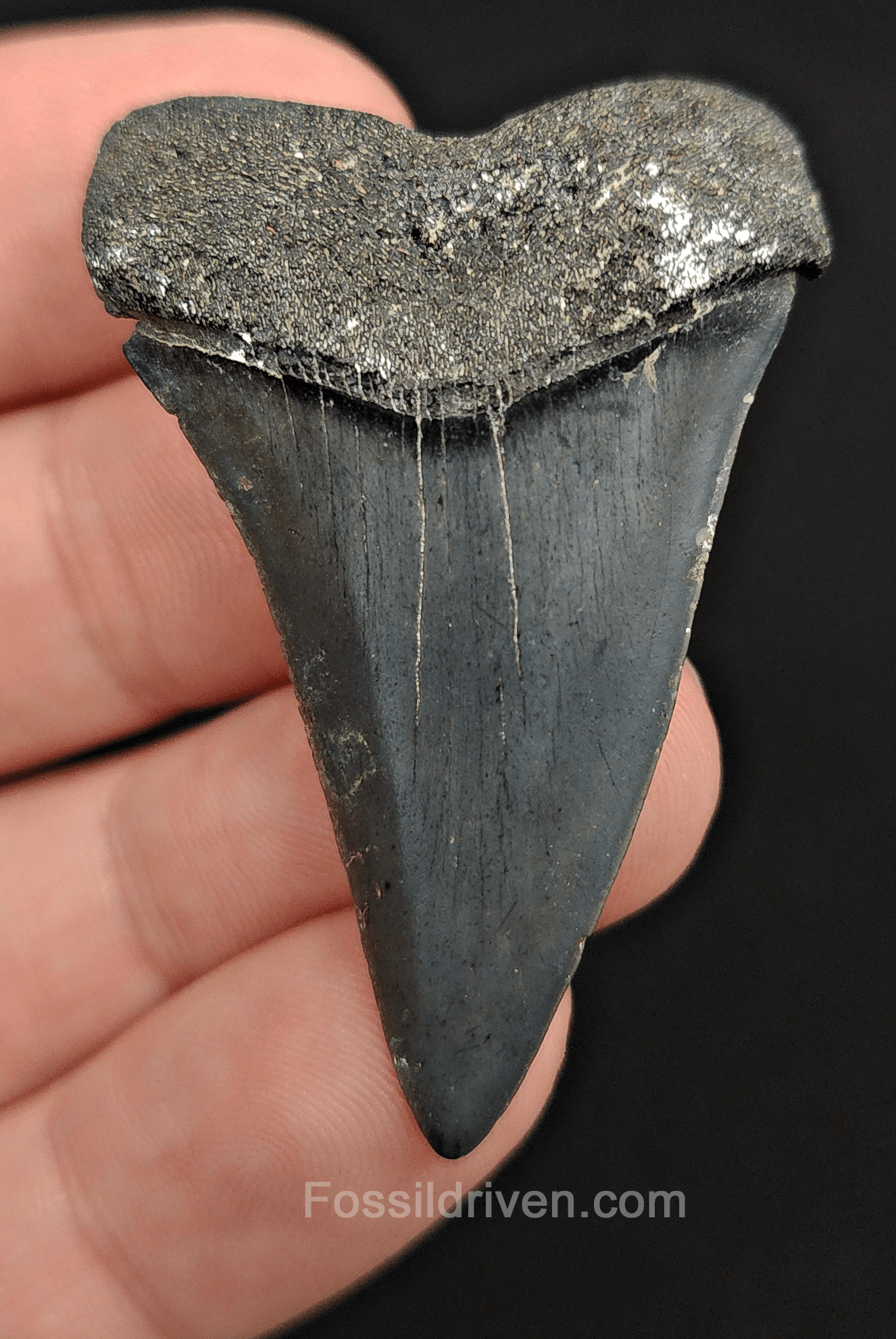 Authentic, 1.93" Fossil Mako Tooth - Venice, Florida - Fossil Driven