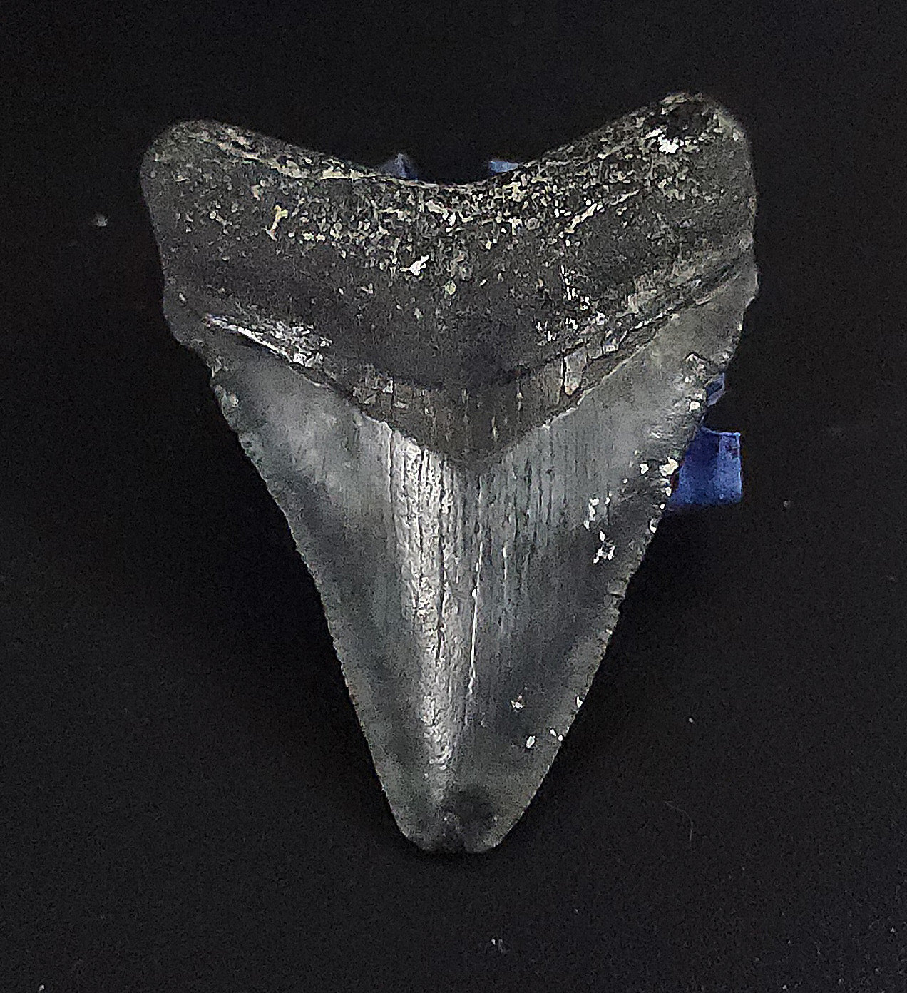 Authentic, 1.94" Fossil Megalodon Tooth - Venice, Florida - Fossil Driven