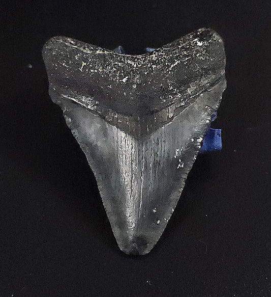 Authentic, 1.94" Fossil Megalodon Tooth - Venice, Florida - Fossil Driven