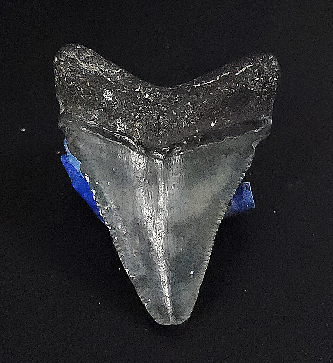 Authentic, 1.94" Fossil Megalodon Tooth - Venice, Florida - Fossil Driven