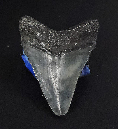Authentic, 1.94" Fossil Megalodon Tooth - Venice, Florida - Fossil Driven