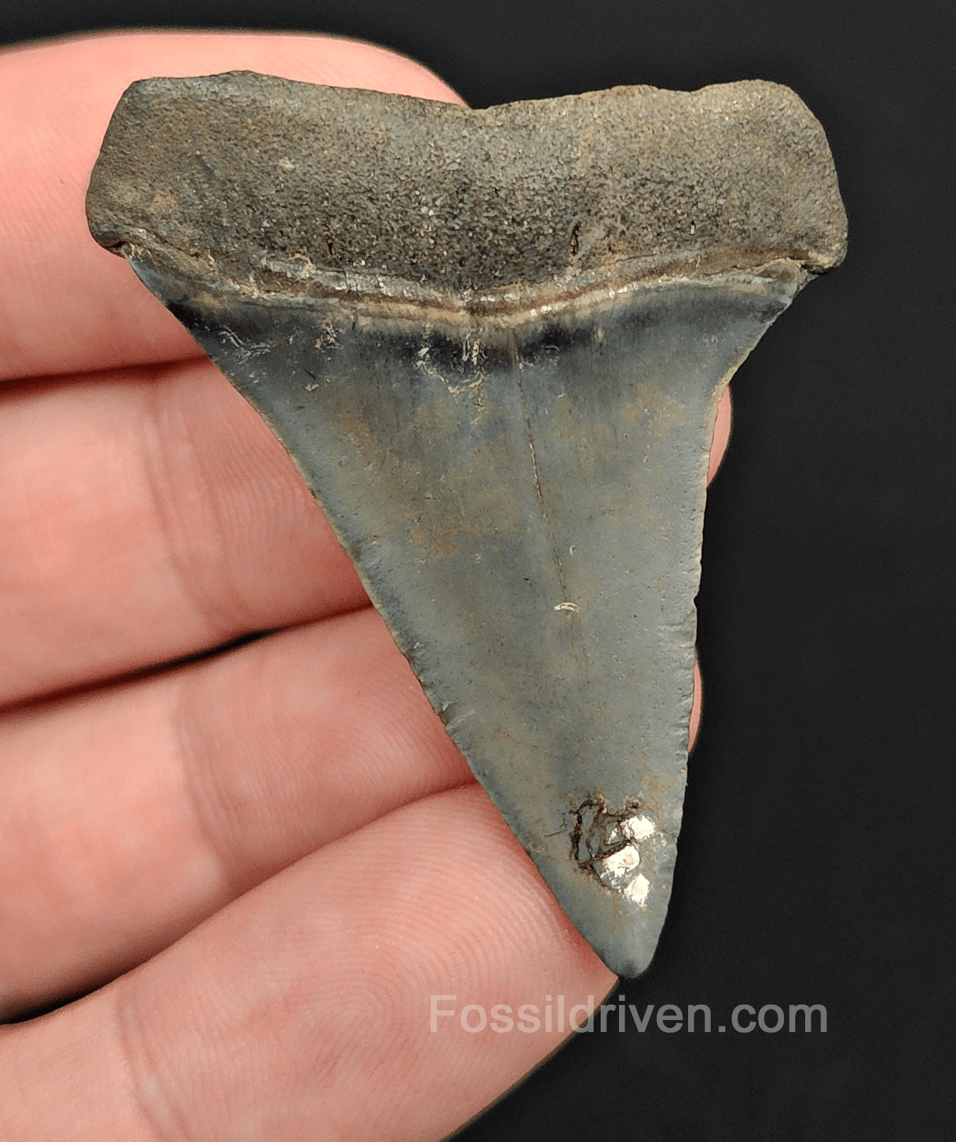 Authentic, 1.95" Fossil Mako Tooth - Venice, Florida - Fossil Driven