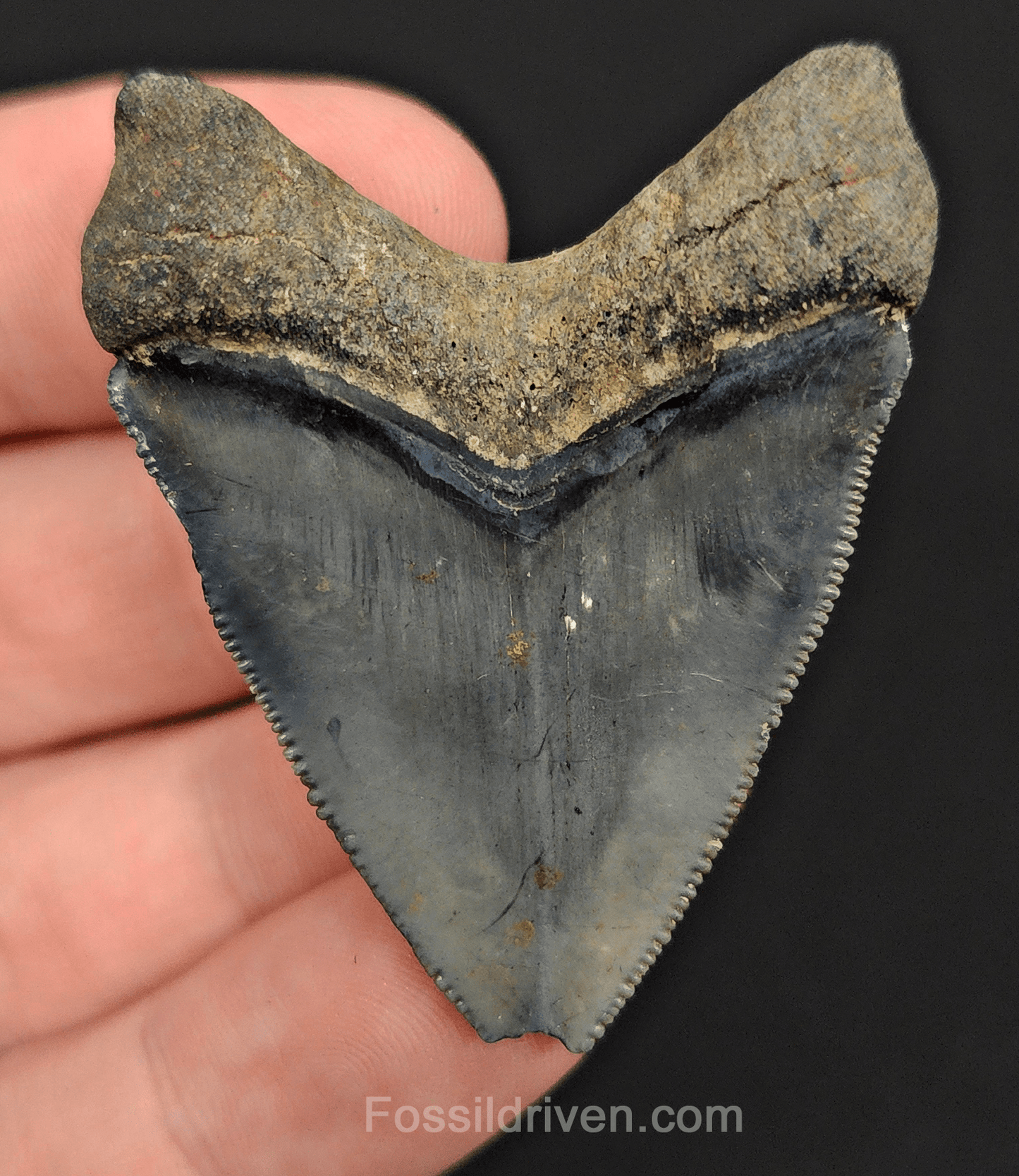 Authentic, 1.95" Fossil Megalodon Tooth - Venice, Florida - Fossil Driven