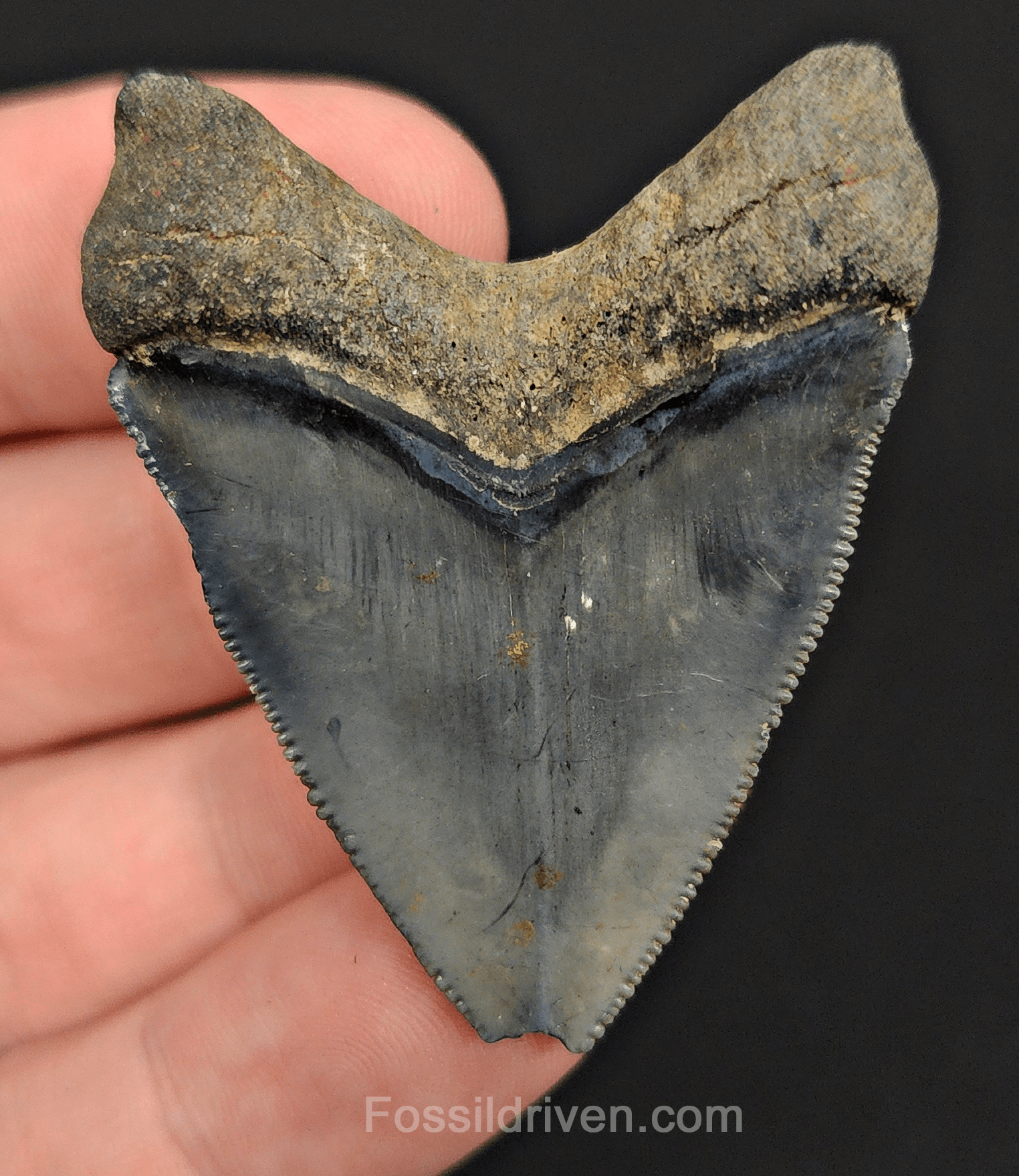 Authentic, 1.95" Fossil Megalodon Tooth - Venice, Florida - Fossil Driven