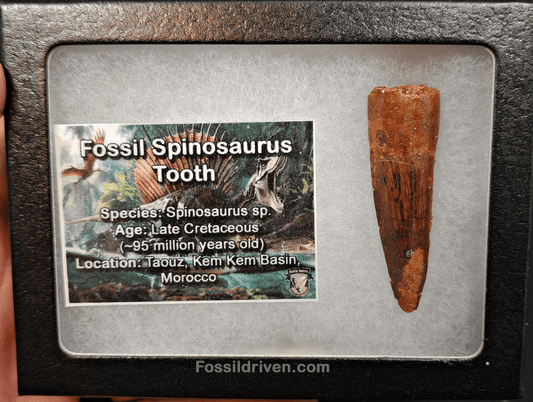 Authentic, 1.96" Spinosaurus Tooth - Real Dinosaur Tooth - Fossil Driven