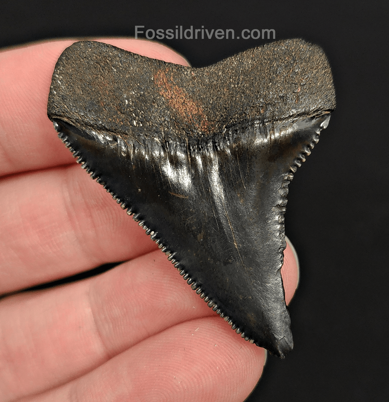 Authentic, 1.97" Fossil Great White Tooth - South Carolina - Fossil Driven