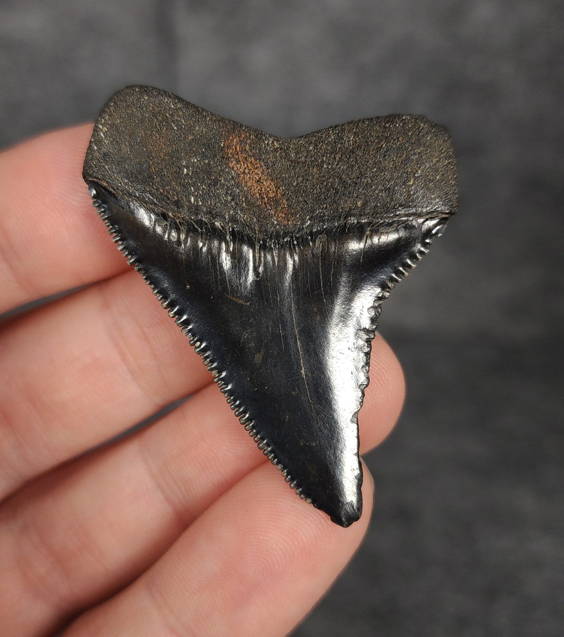 Authentic, 1.97" Fossil Great White Tooth - South Carolina - Fossil Driven