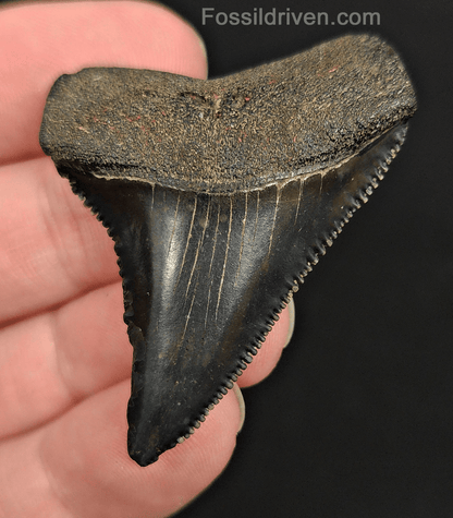 Authentic, 1.97" Fossil Great White Tooth - South Carolina - Fossil Driven