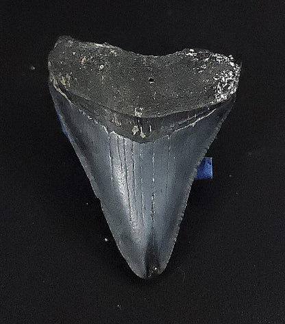 Authentic, 1.98" Fossil Megalodon Tooth - Venice, Florida - Fossil Driven