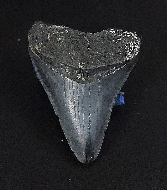 Authentic, 1.98" Fossil Megalodon Tooth - Venice, Florida - Fossil Driven