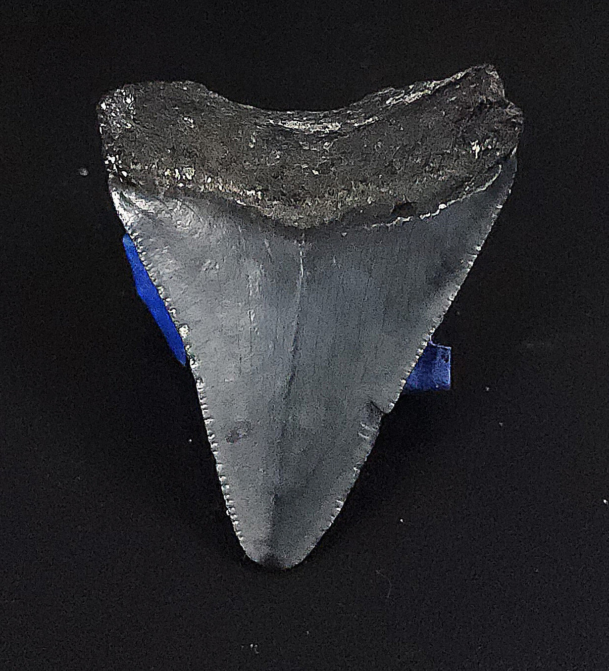 Authentic, 1.98" Fossil Megalodon Tooth - Venice, Florida - Fossil Driven